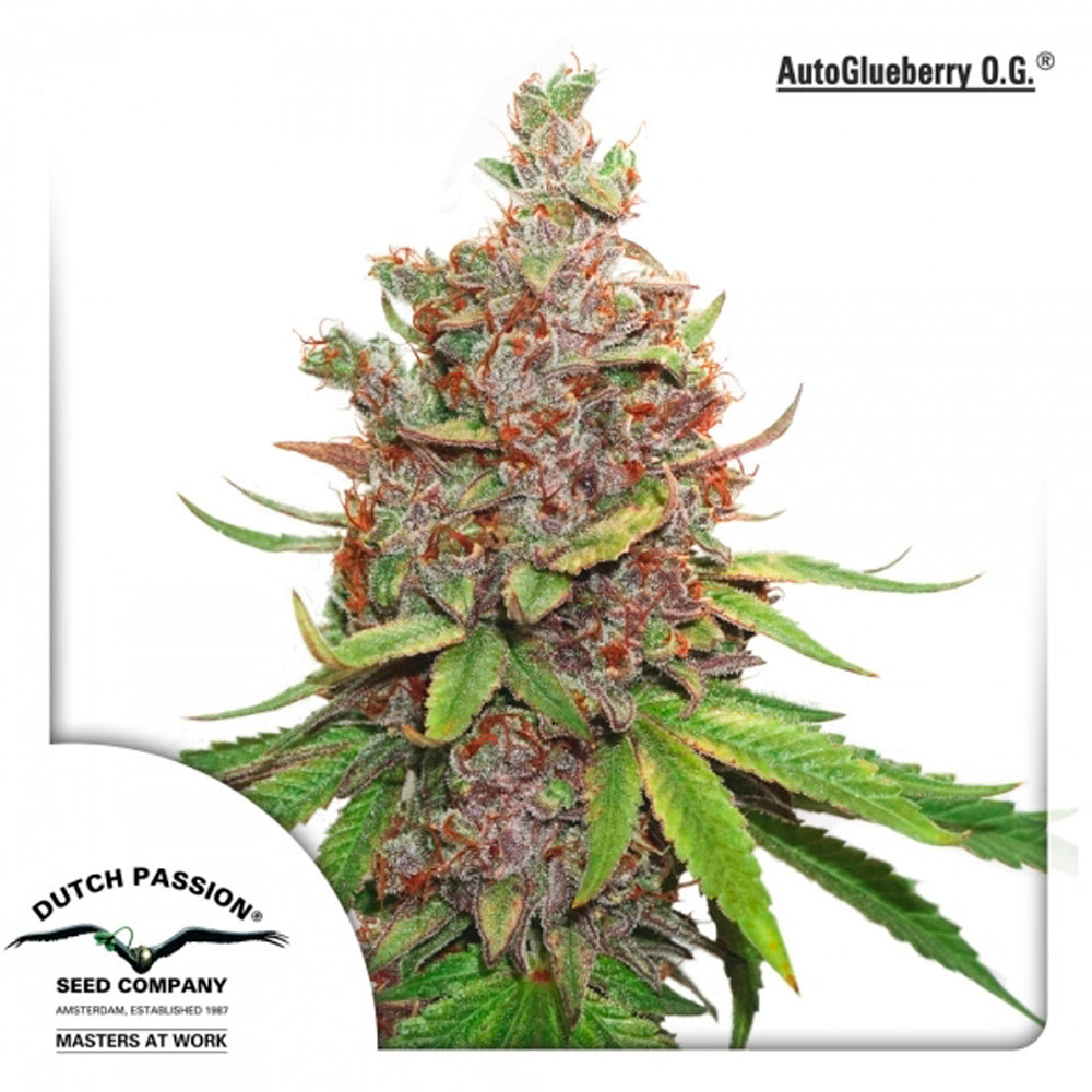 Auto Glueberry O.G