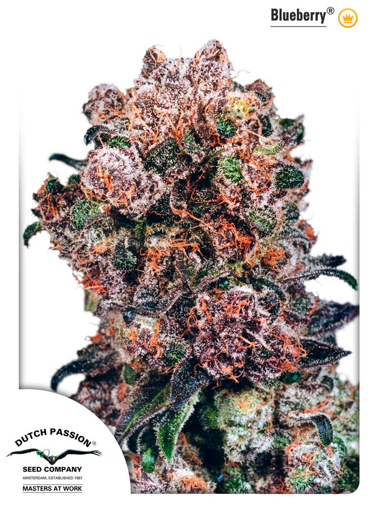 Blueberry