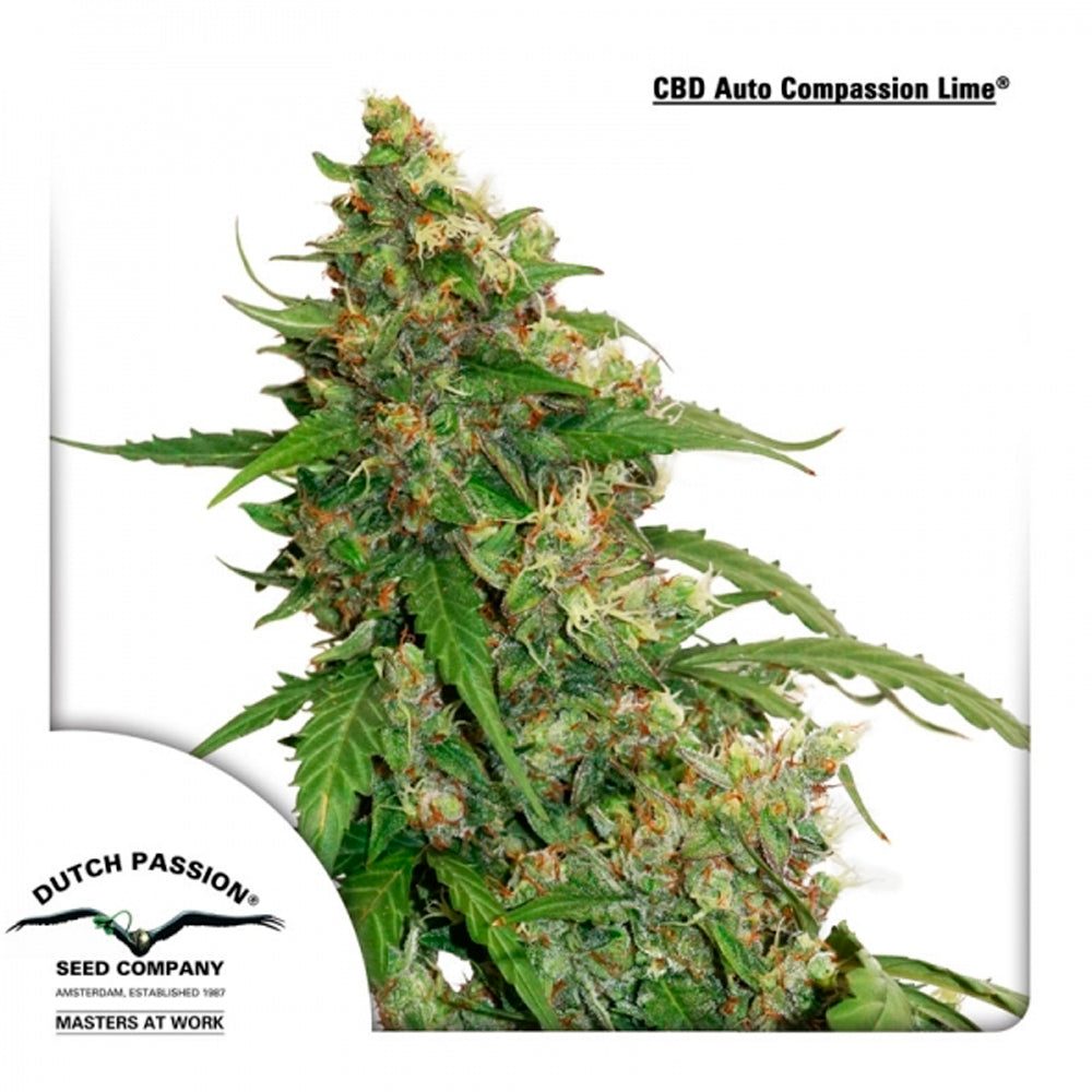 CBD Auto Compassion Lime