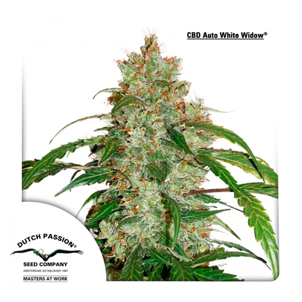 CBD Auto White Widow