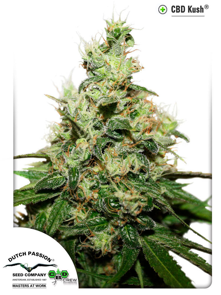 CBD Kush