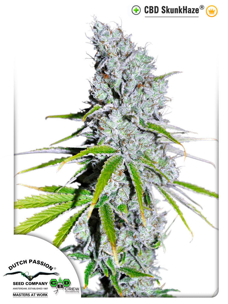 CBD SkunkHaze