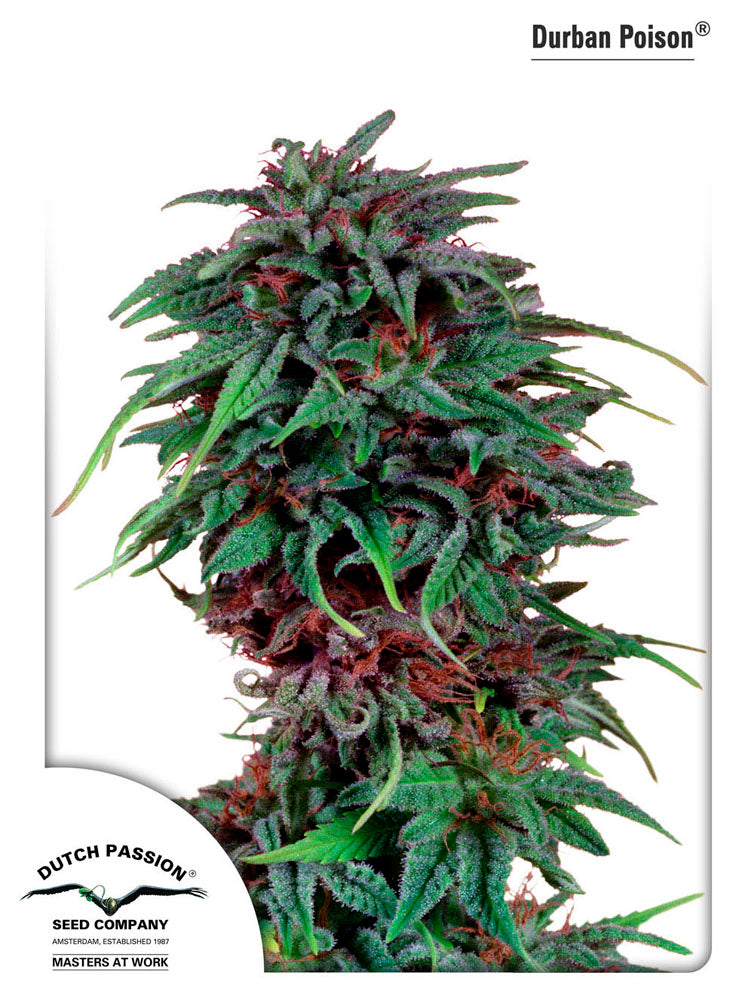 Durban Poison