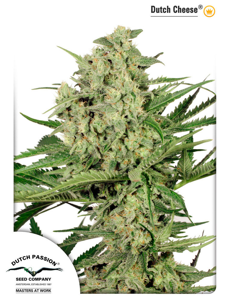 Dutch Cheese