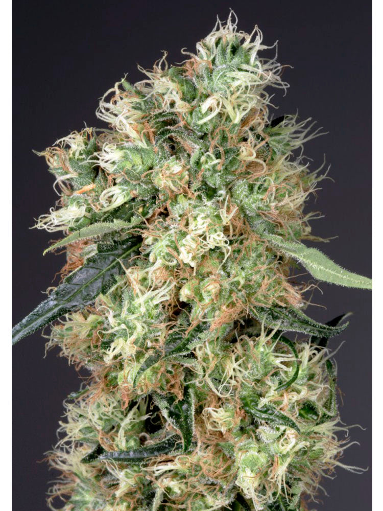 Dutch Haze