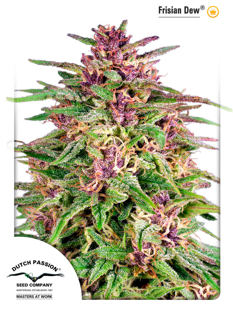 Frisian Dew