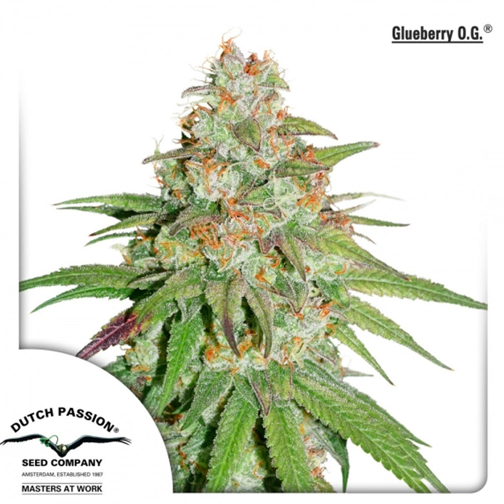 Glueberry O.G