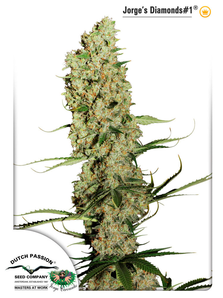 Jorge´s Diamond No-1