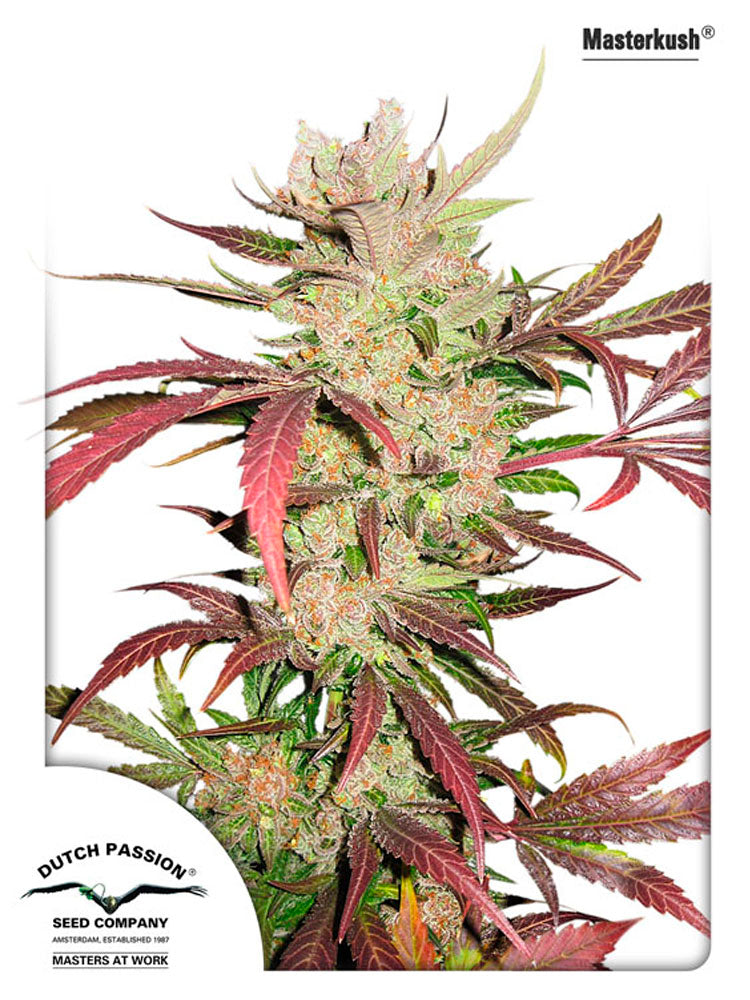 Masterkush