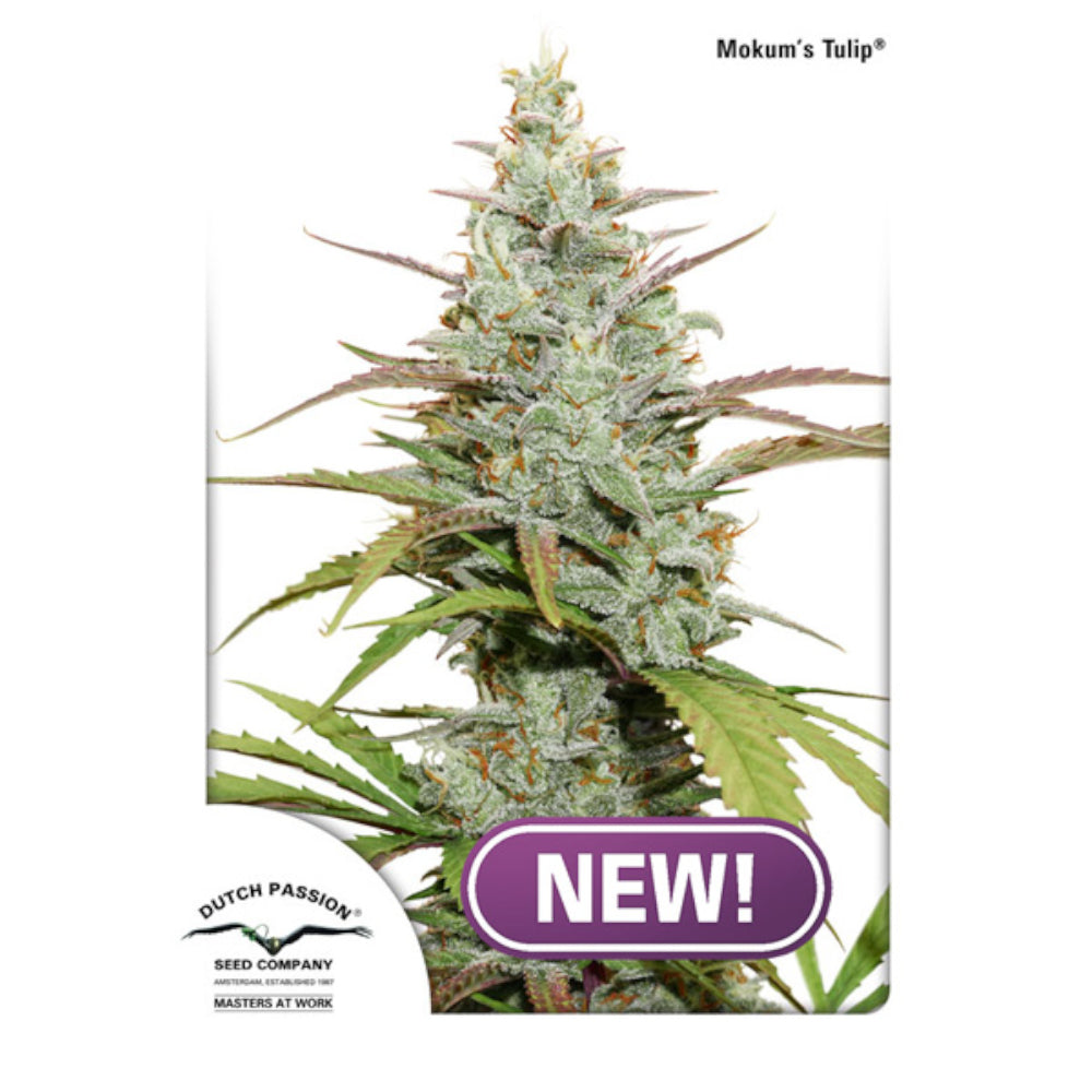 Mokum´s Tulip