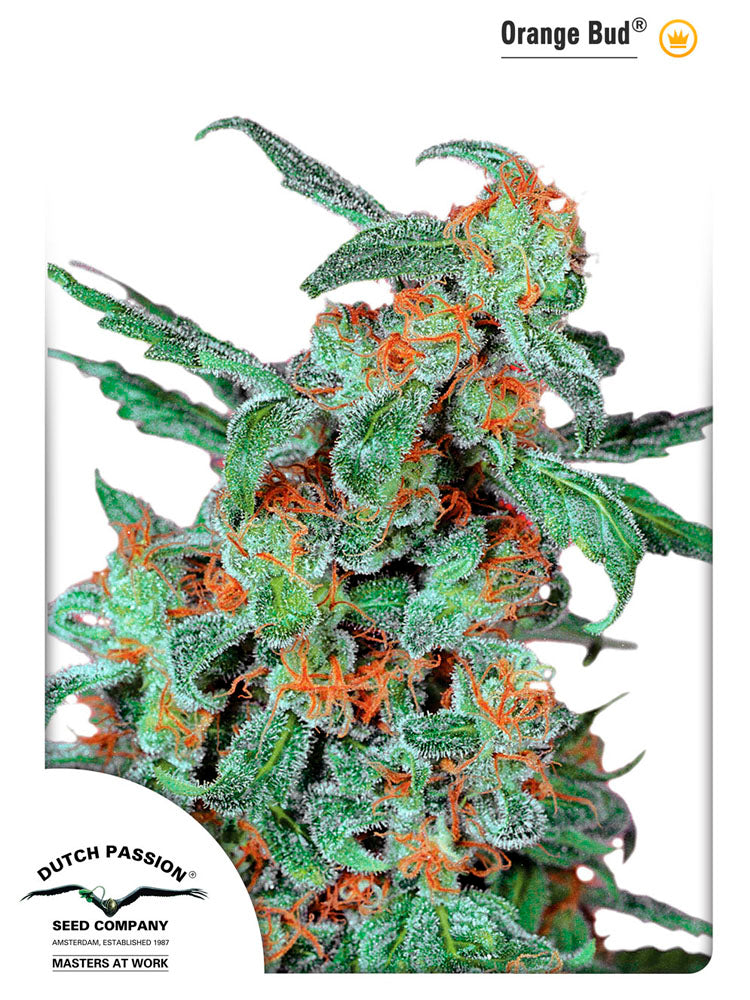 Orange Bud