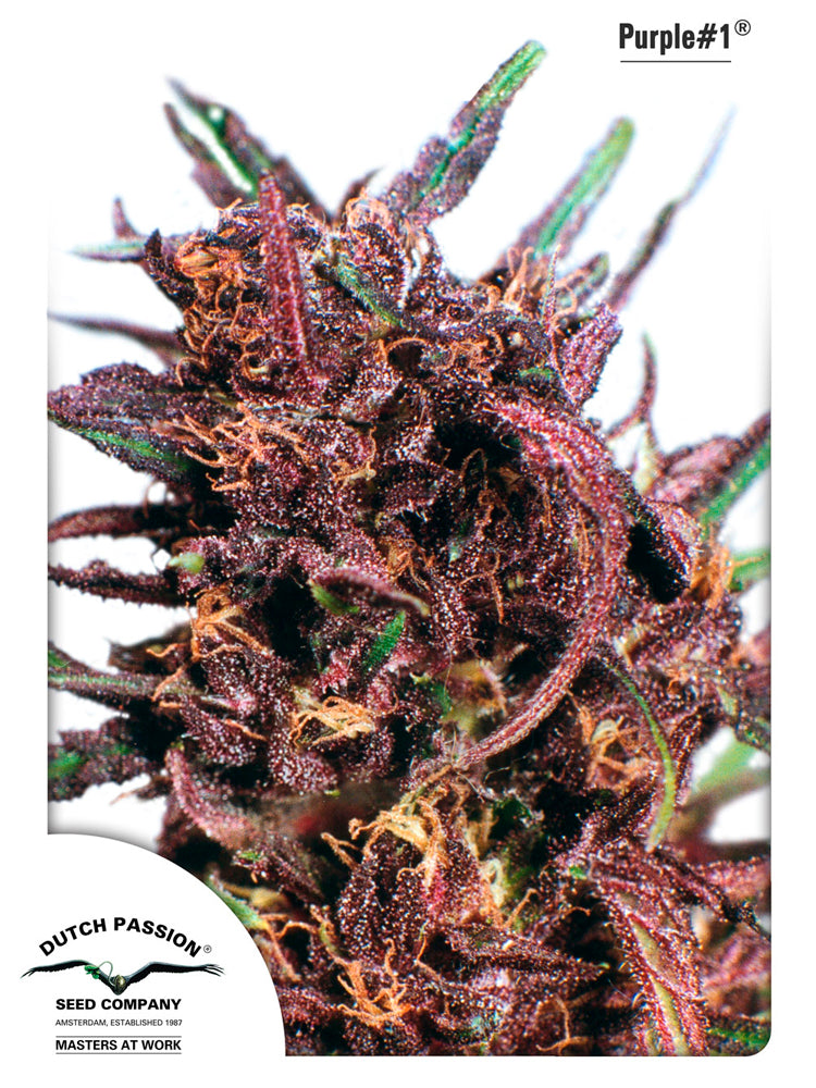 Purple No-1