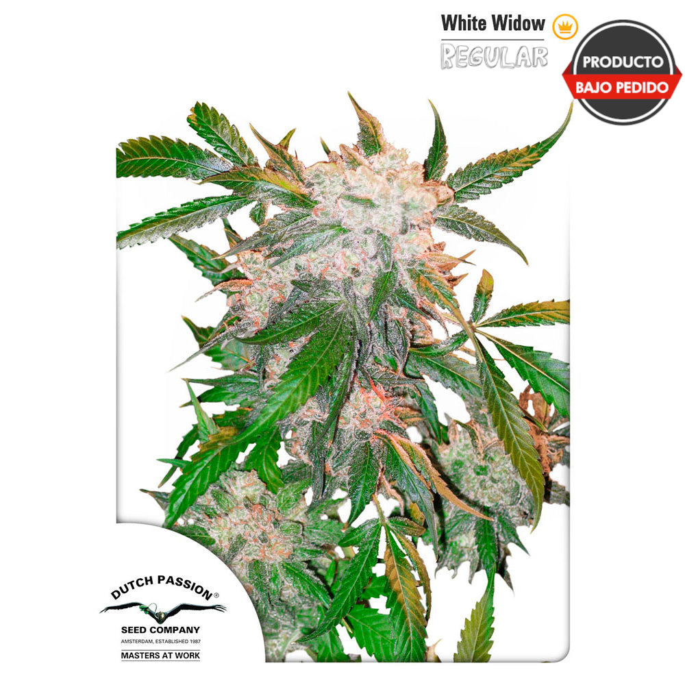 White Widow