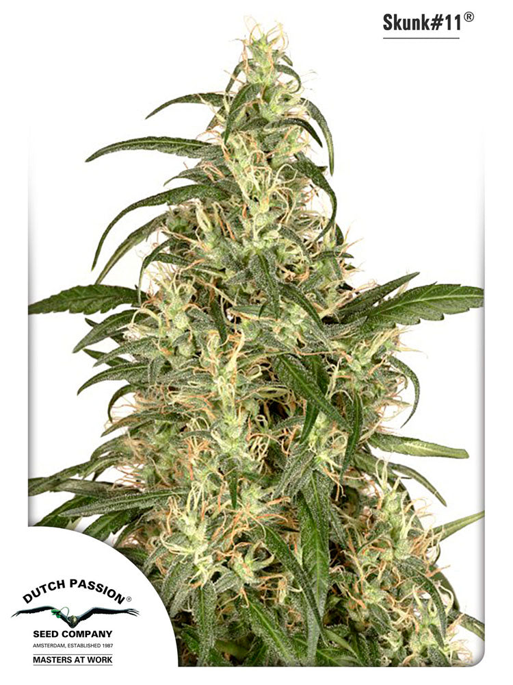Skunk No-11