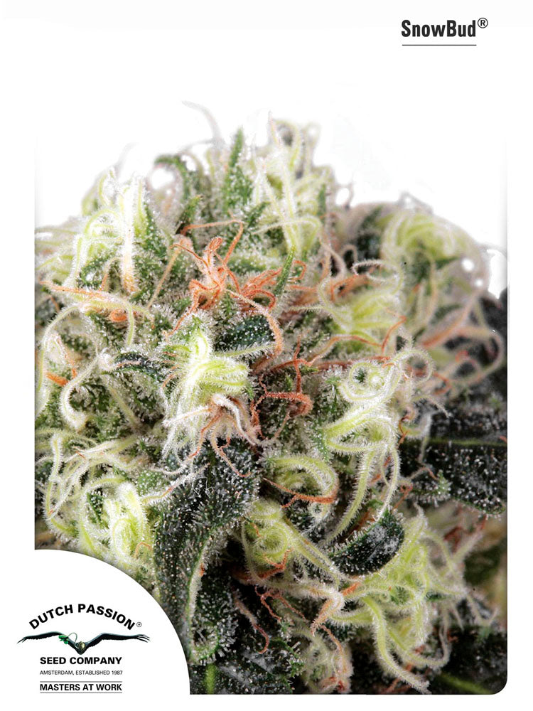 SnowBud