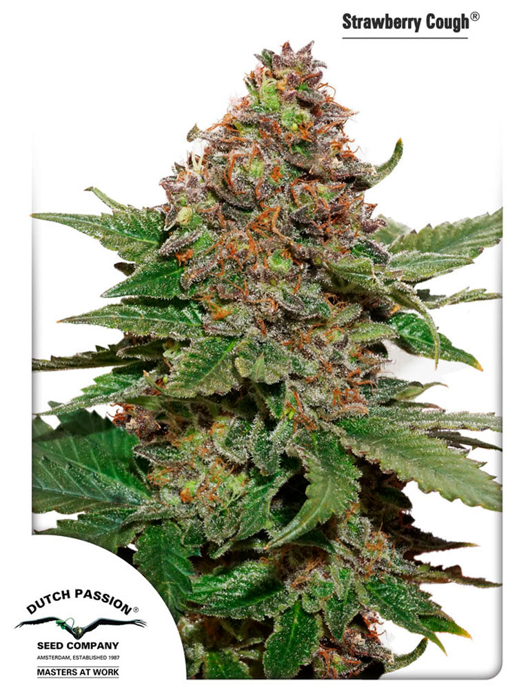Strawberry Cough
