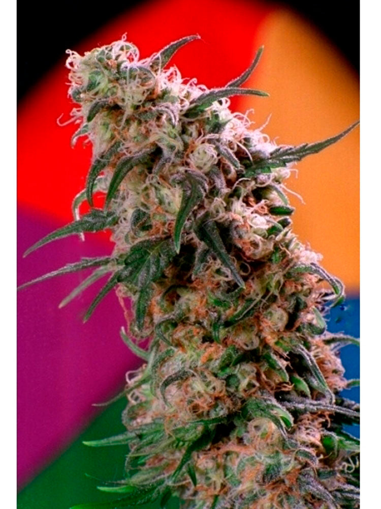 Super Haze