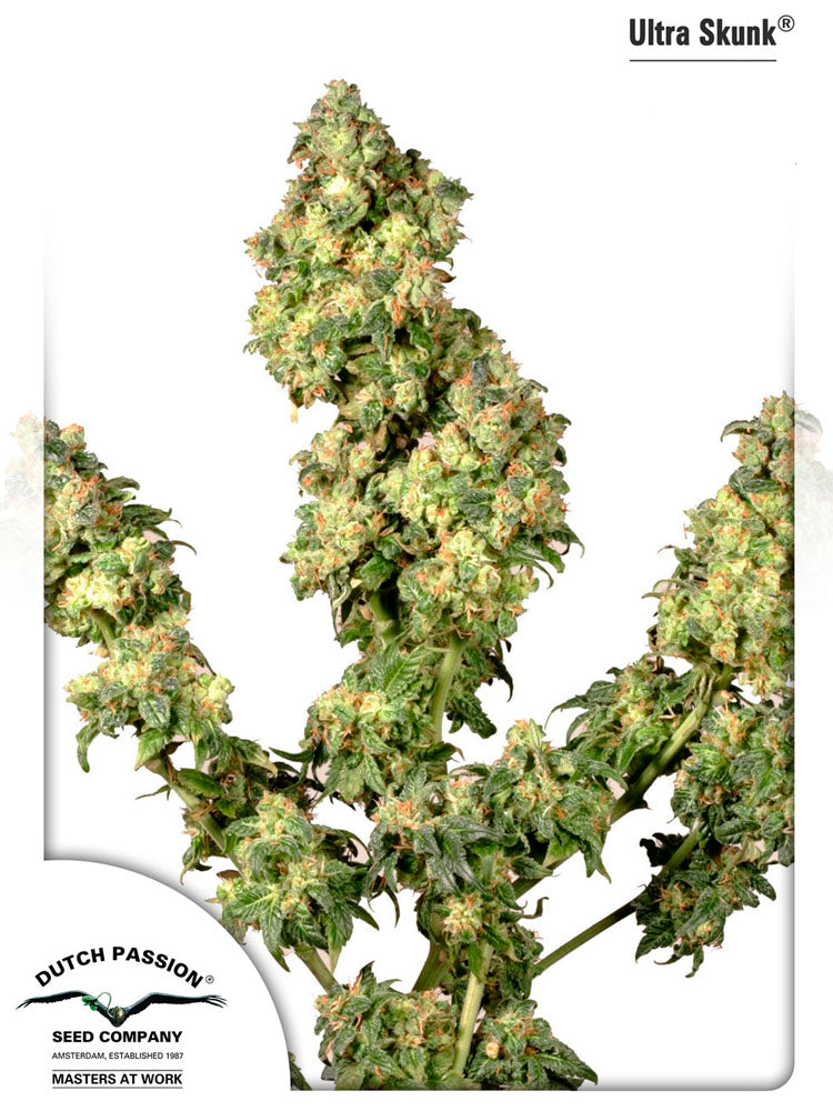 Ultra Skunk