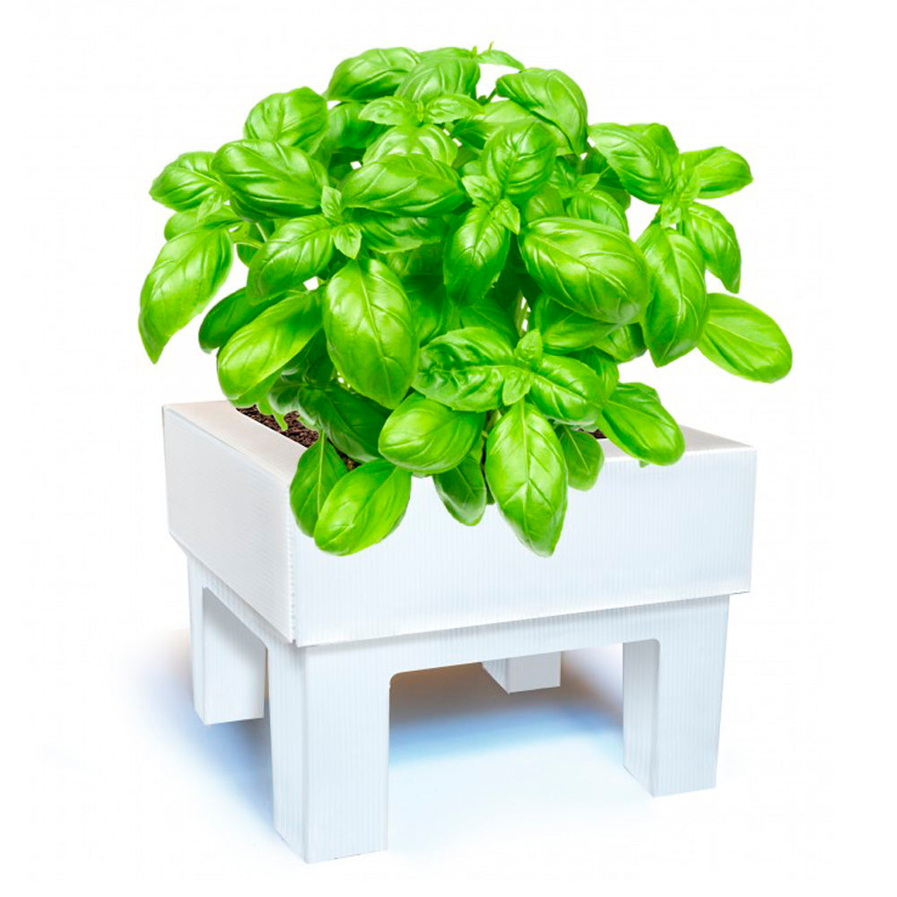 SeedBox Cultívame Albahaca