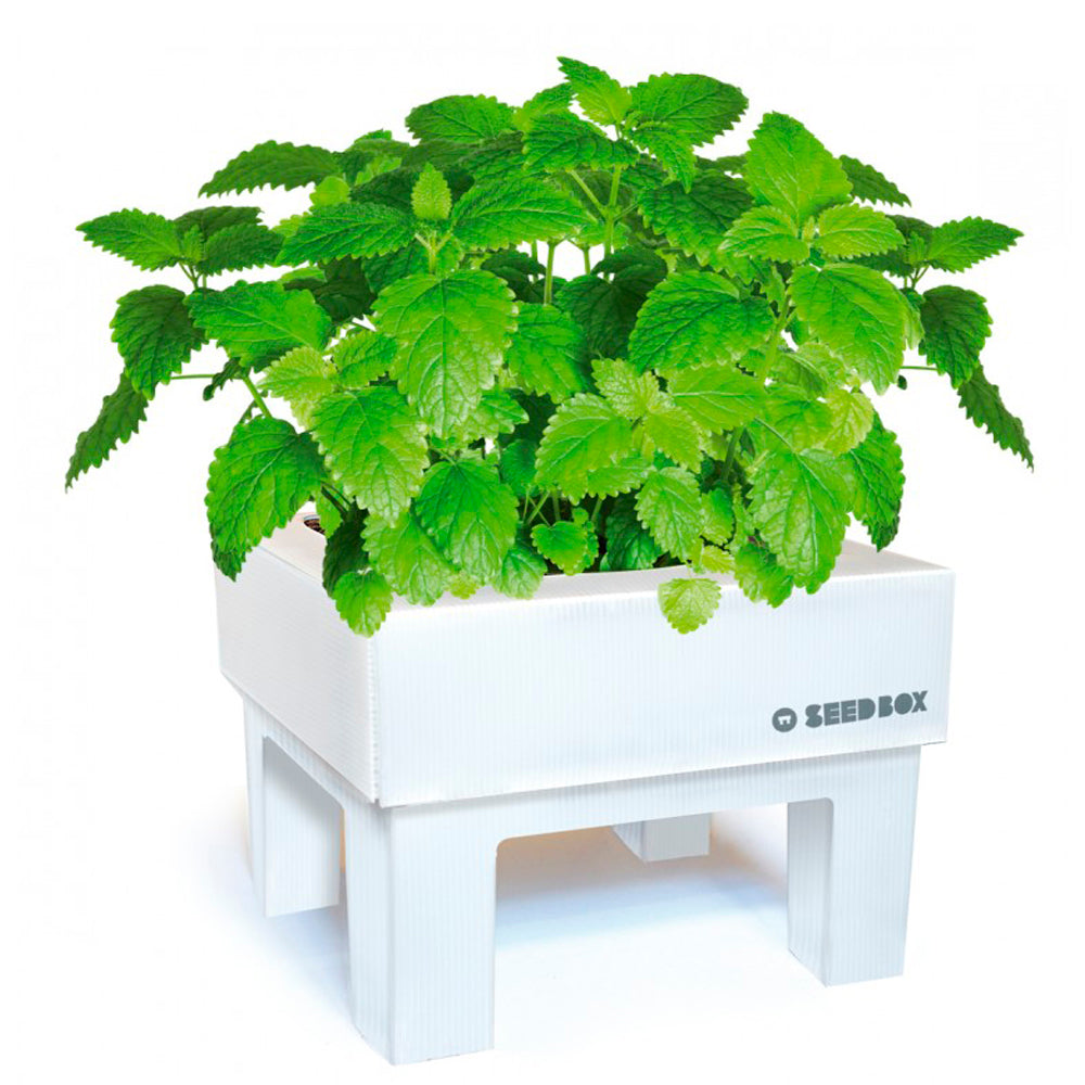 SeedBox Menta Gatuna