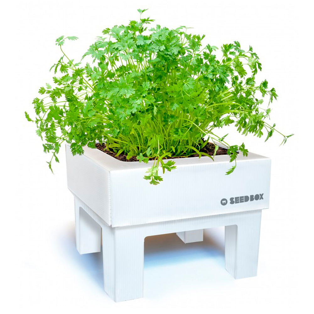 SeedBox Mini huerto perejil