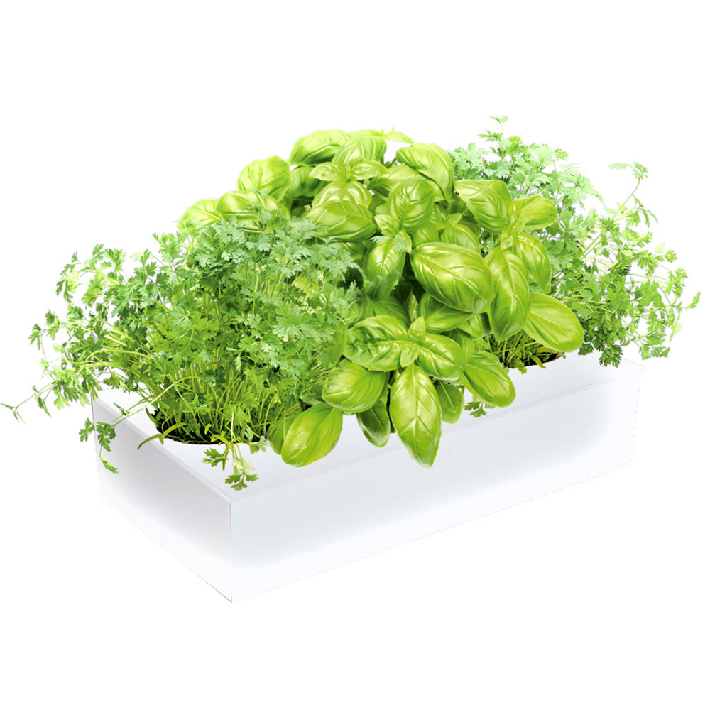 SeedBox SpiceBox saboreate bio