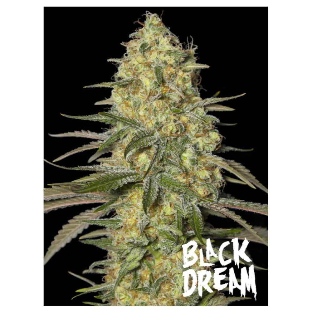 Black Dream 6+2