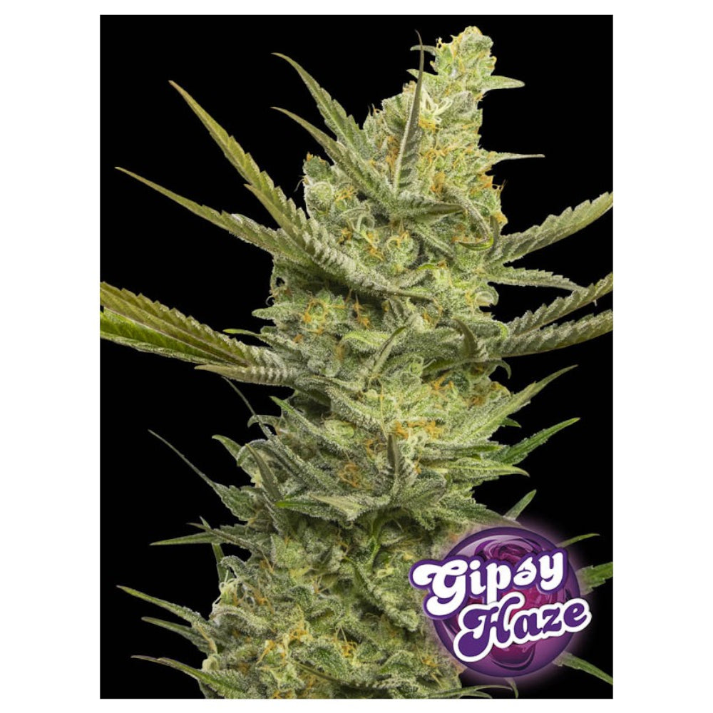 Gipsy Haze 6+2