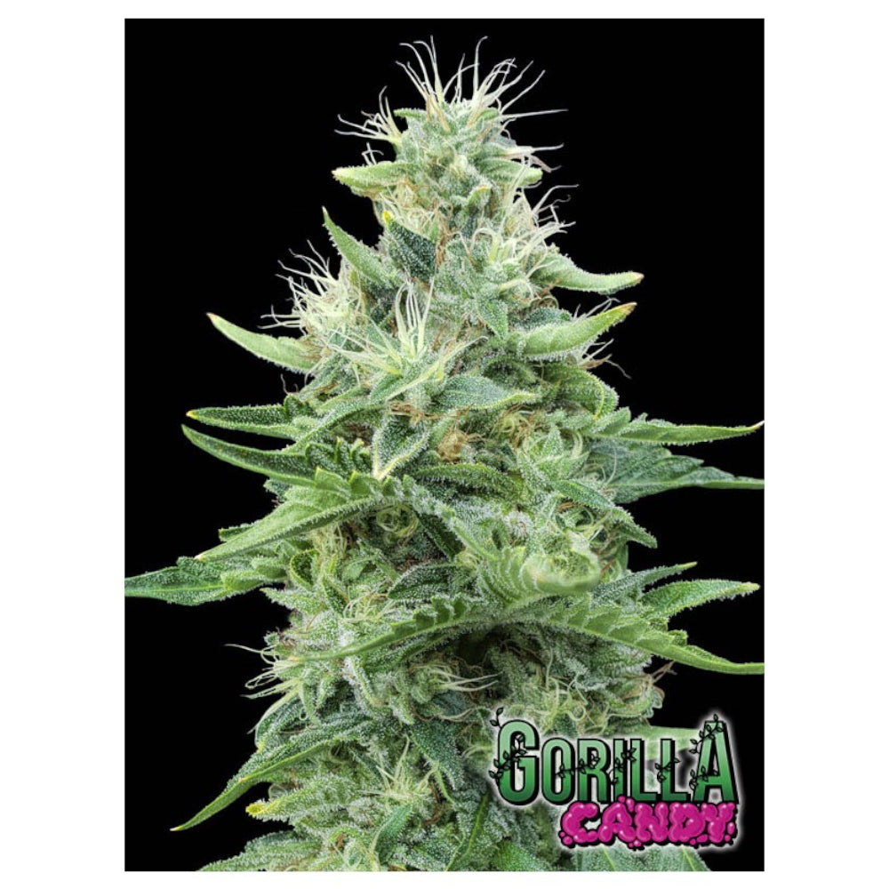 Gorilla Candy 6+2