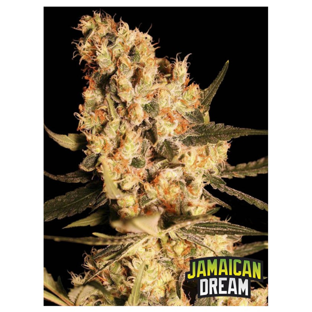 Jamaican dream 3+1