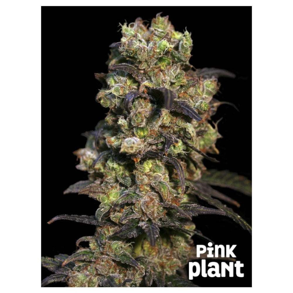Pink Plant 3+1