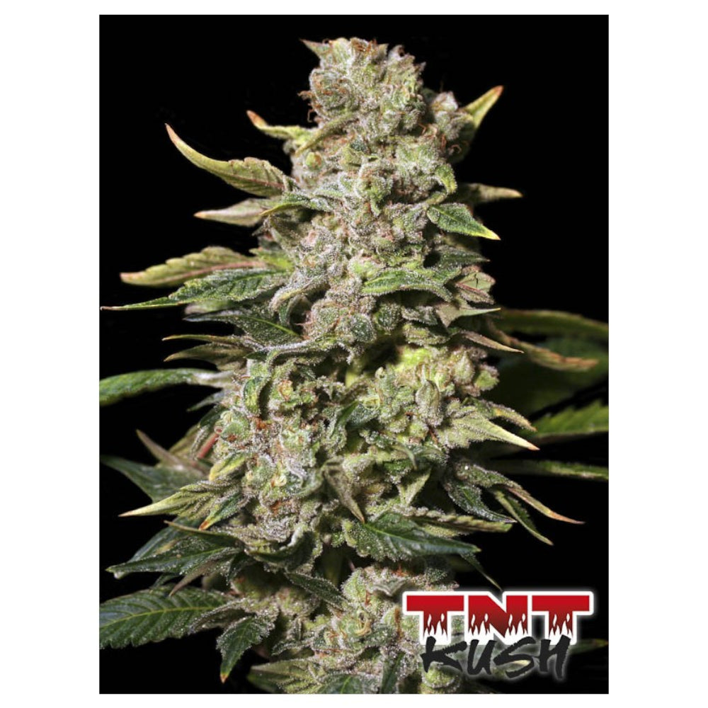 TNT Kush 3+1