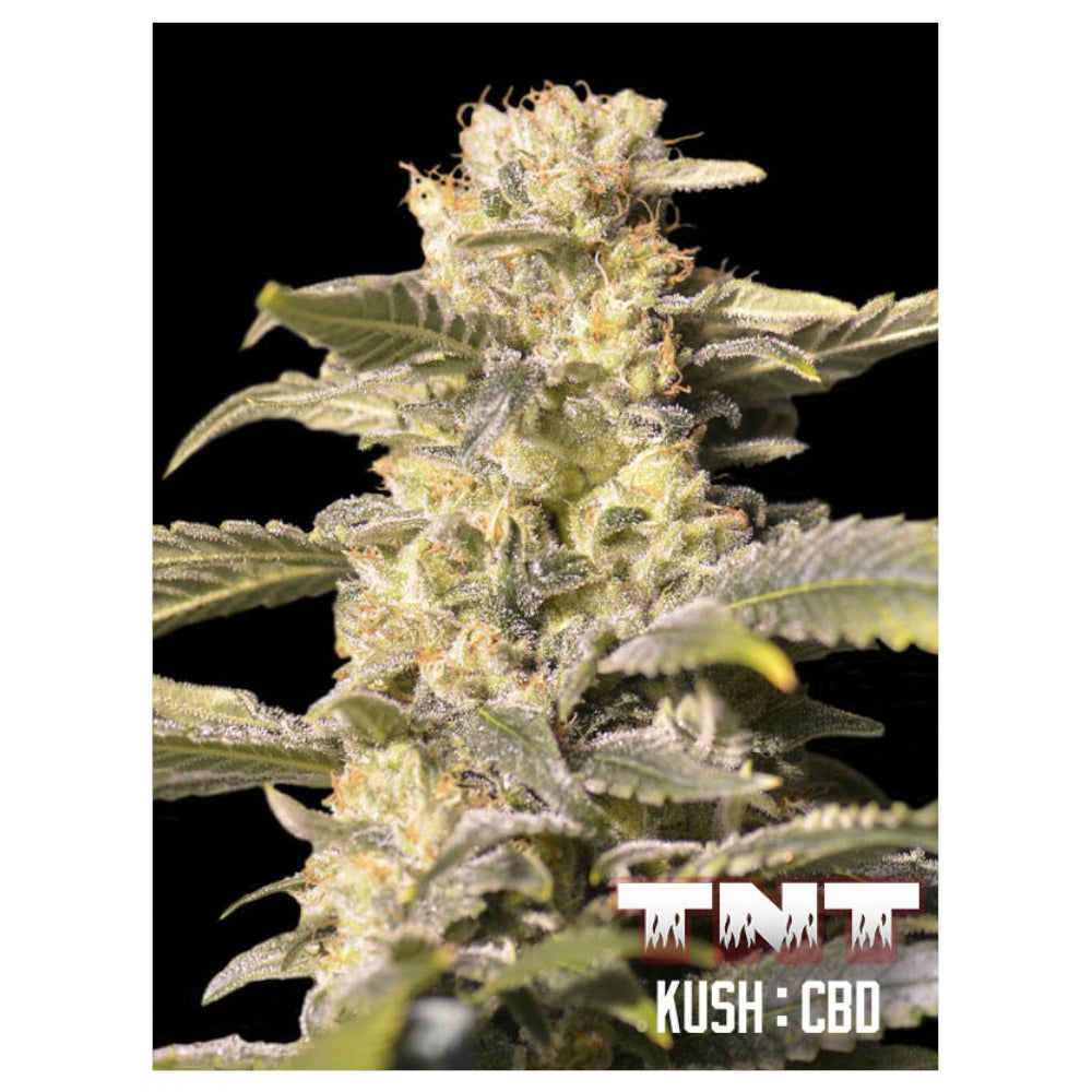 TNT Kush CBD 6+2