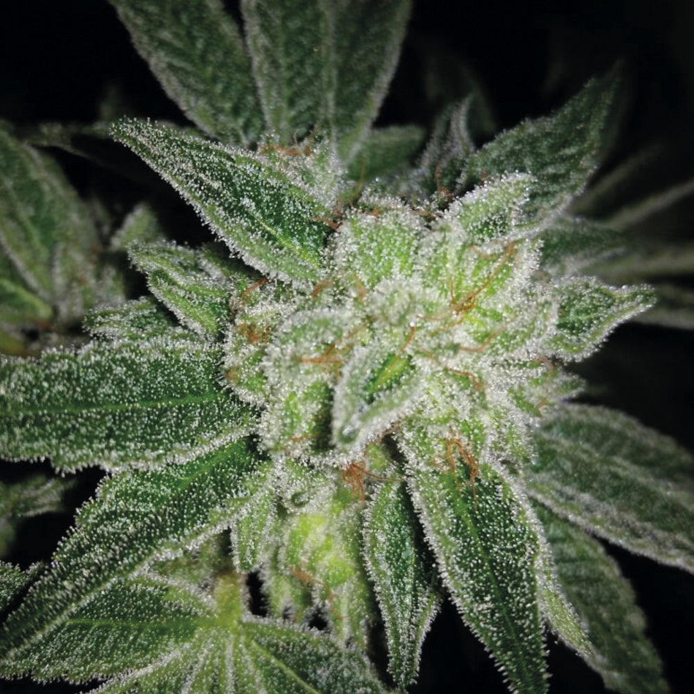 Auto Big blue