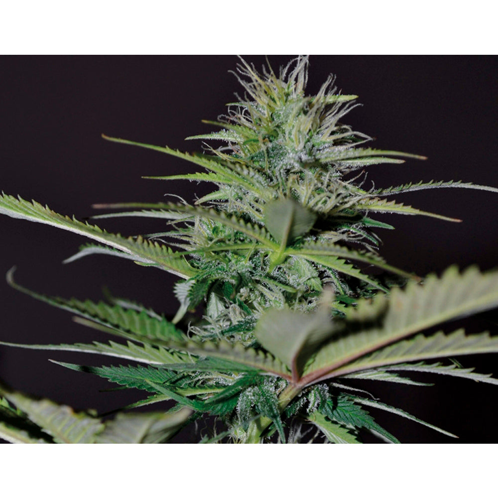 Auto Bilberry