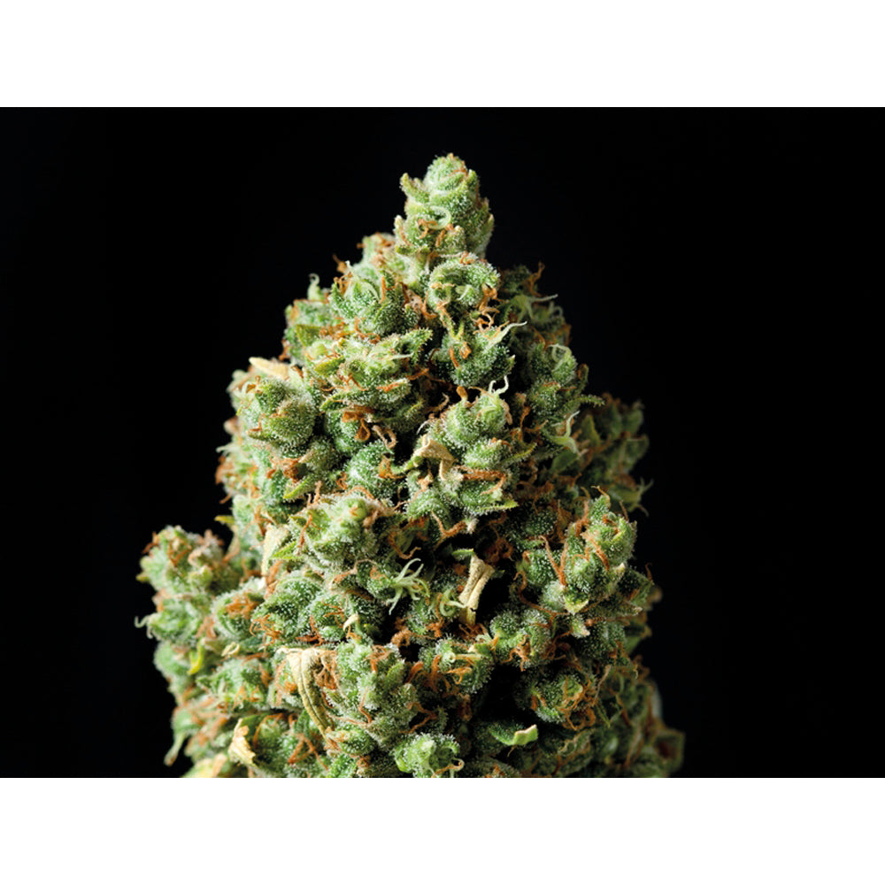 Auto Critical
