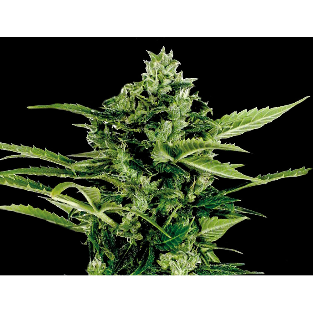 Auto Mandarina