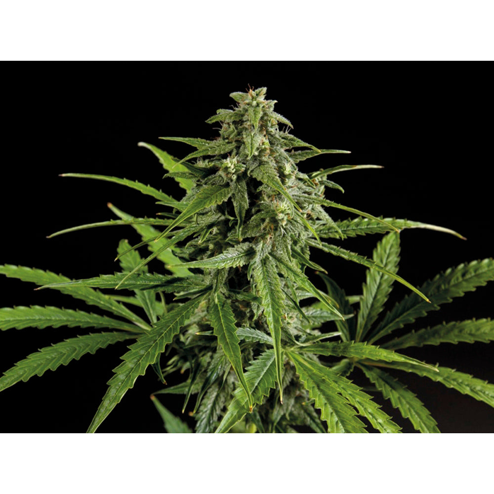 Auto Oxus