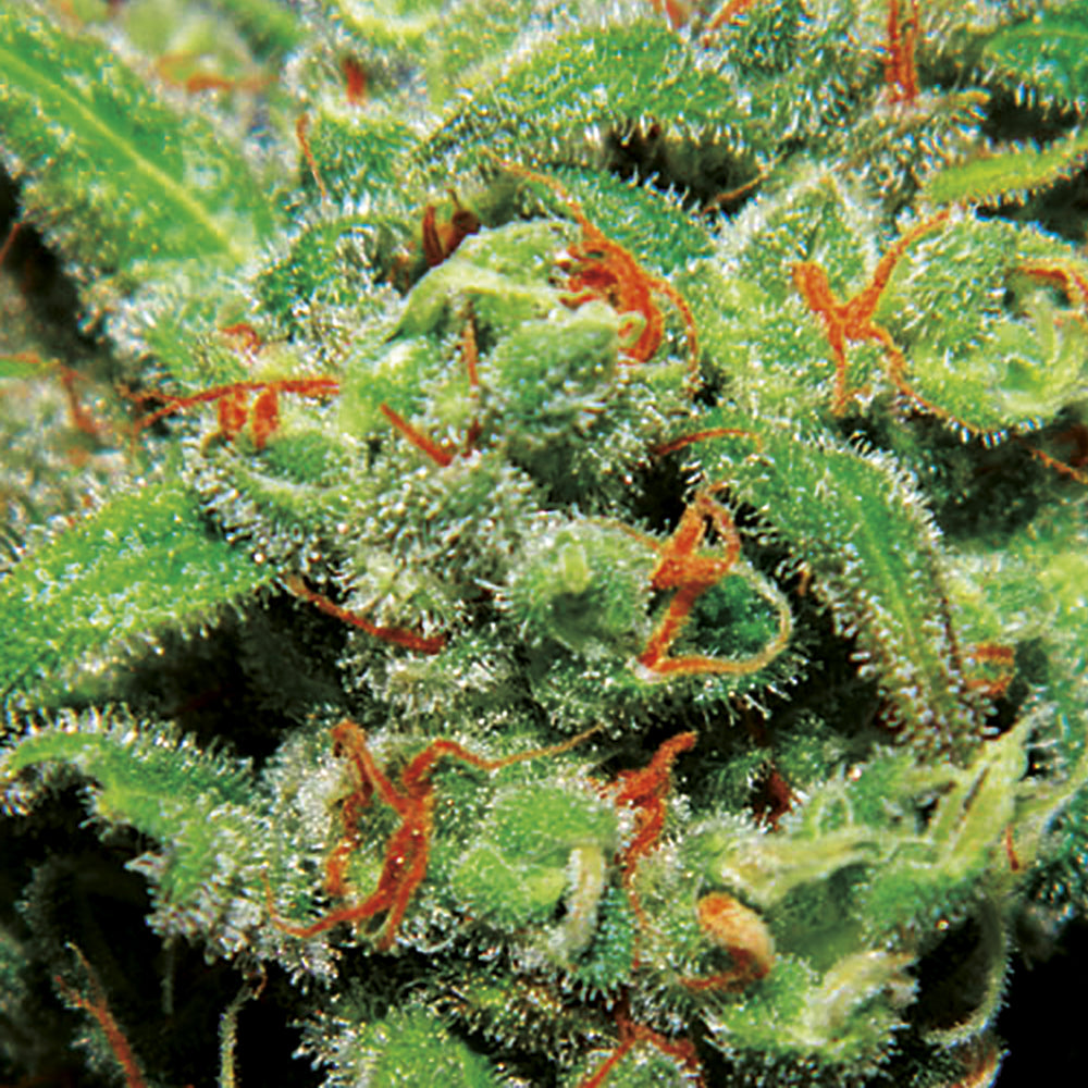 Auto tasty