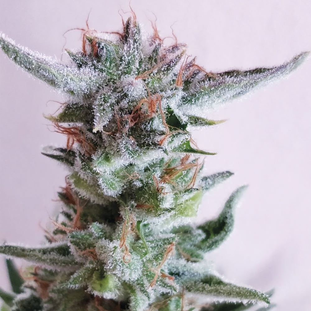 City kush