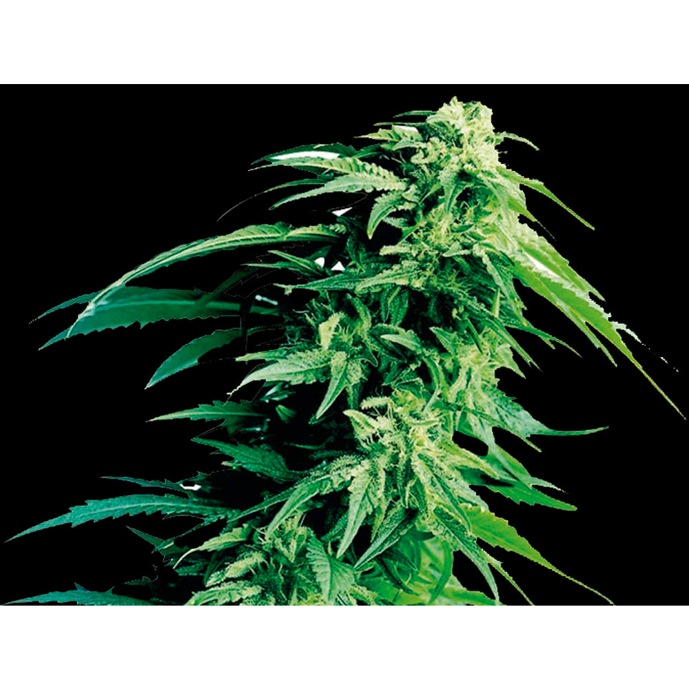 Kush Exclusive