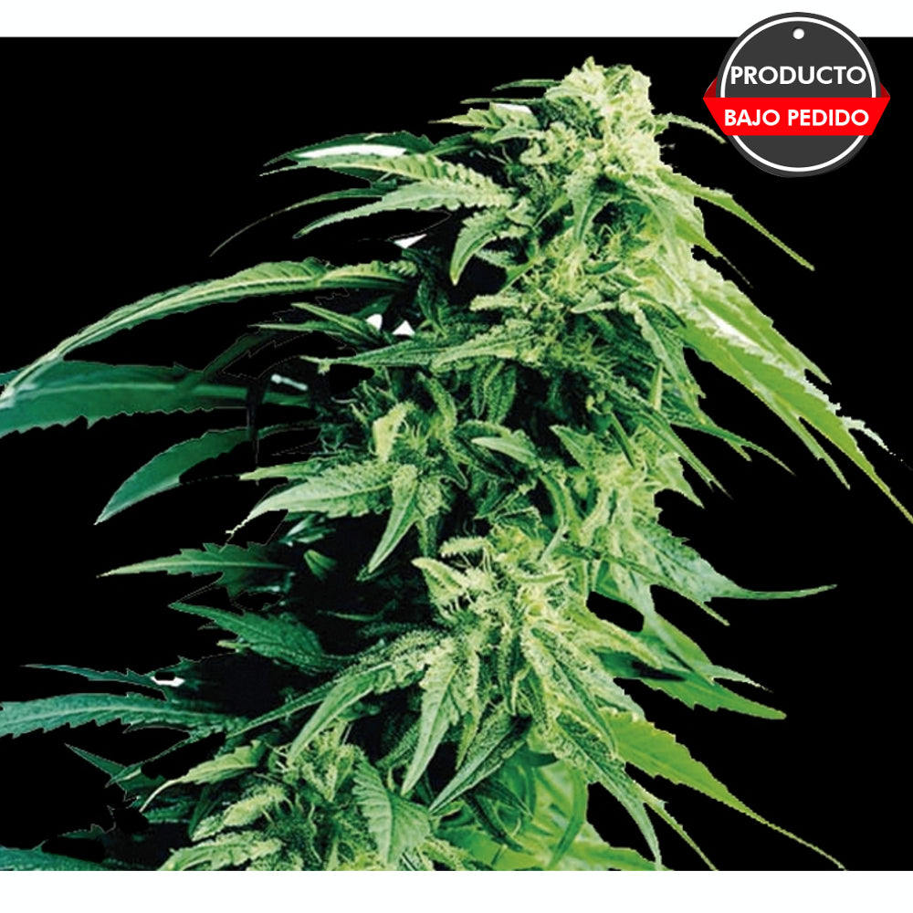 Kush Exclusive