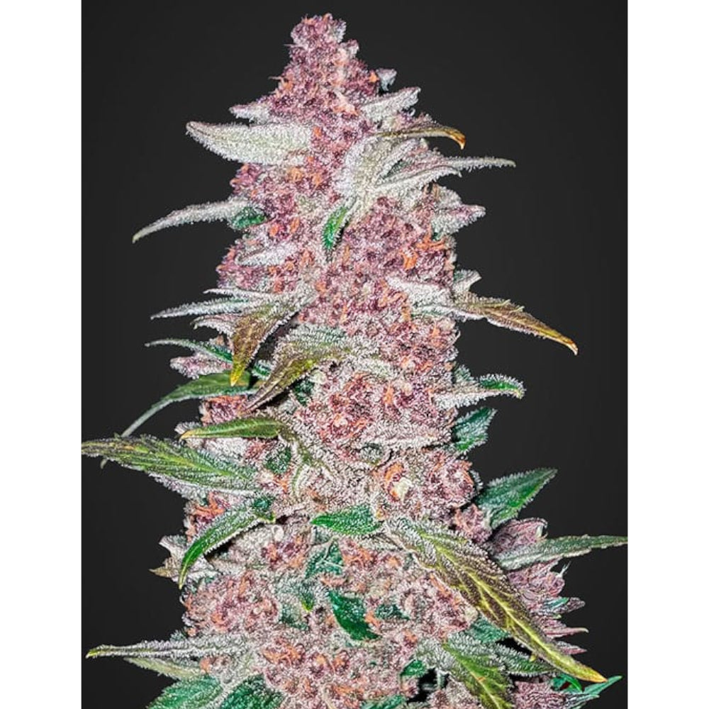 Blackberry Auto