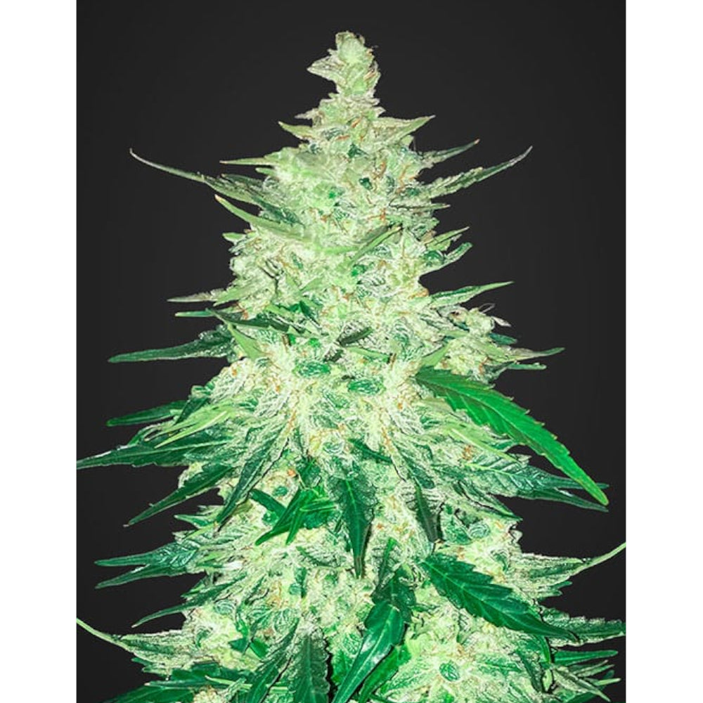 CBD Crack Auto