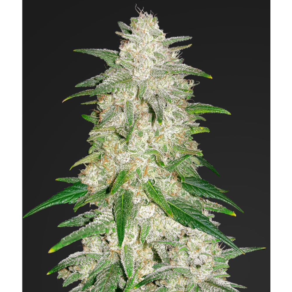 Gelato Auto