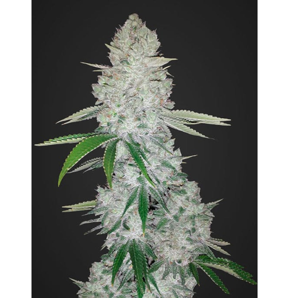 Gorilla Glue Auto