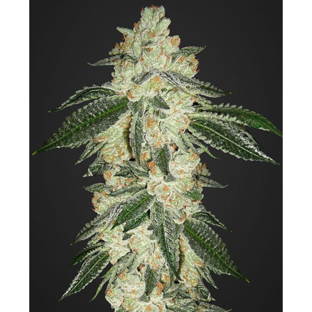 Green Crack Auto
