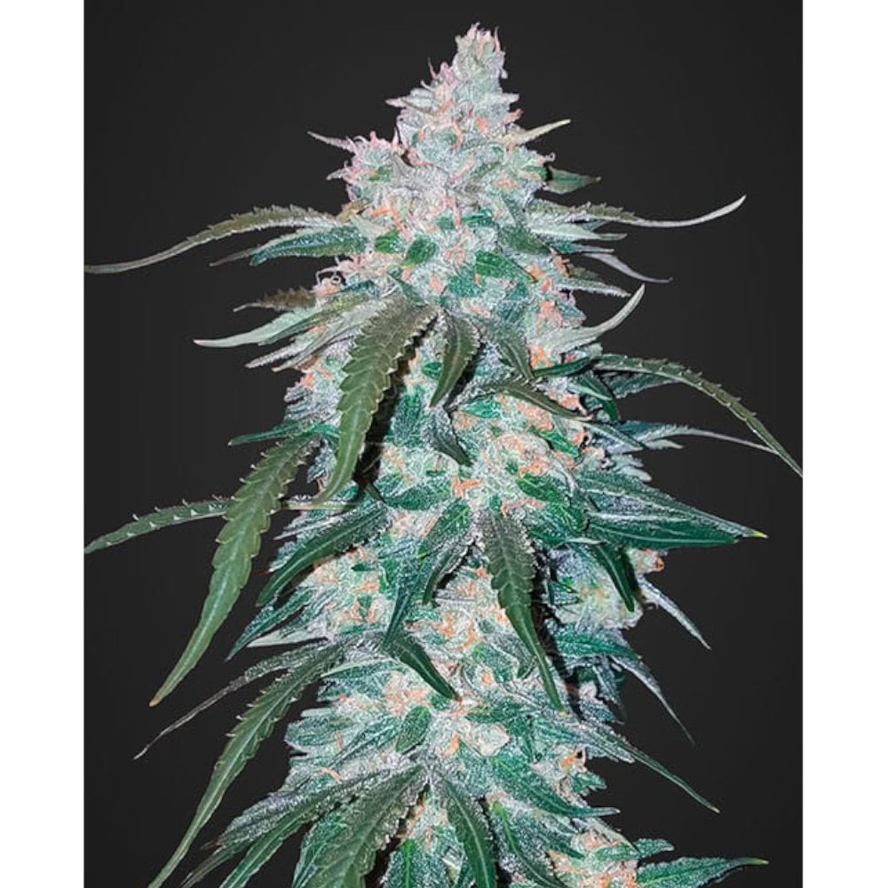 Pineapple Express Auto