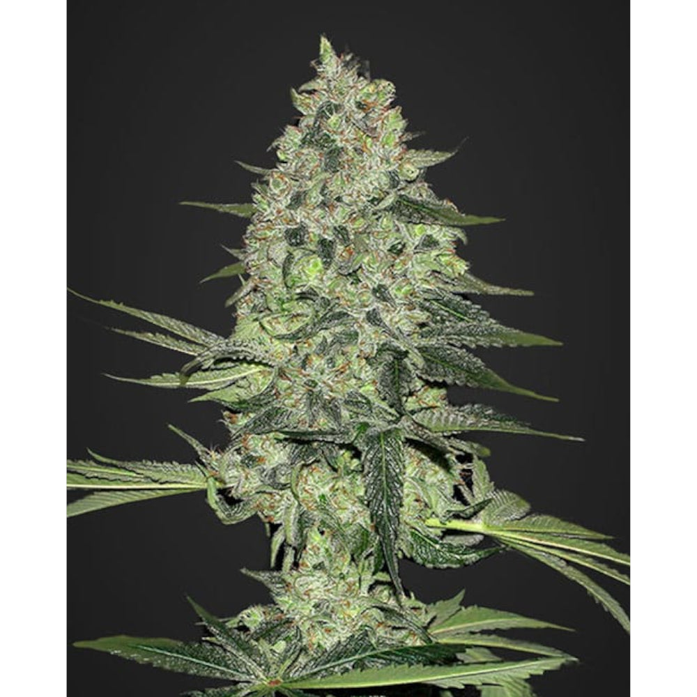 Rhino Ryder Auto