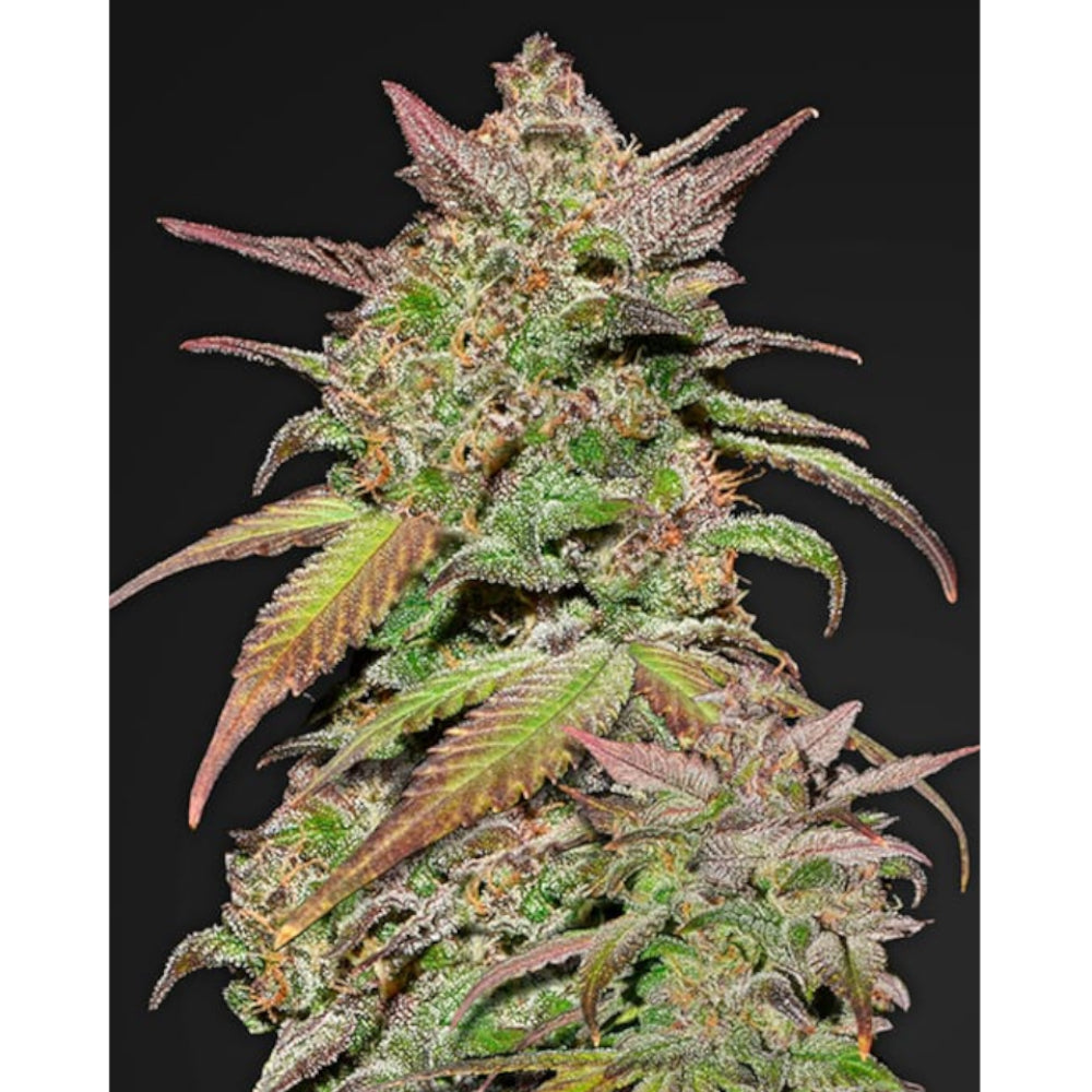 Smoothie Auto